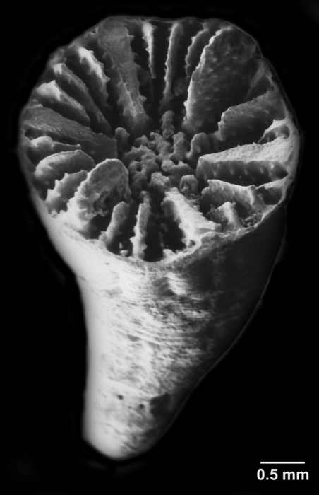 Pourtalocyathus hispidus (Pourtal�s, 1878), well-preserved corallum