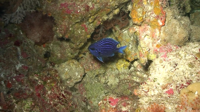 Blue Chromis Blue Chromis