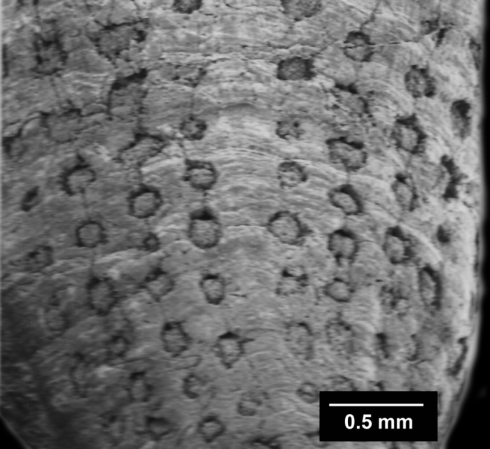 Pourtalocyathus hispidus (Pourtalès, 1878), rows of mural pores Pourtalocyathus hispidus (Pourtalès, 1878), rows of mural pores