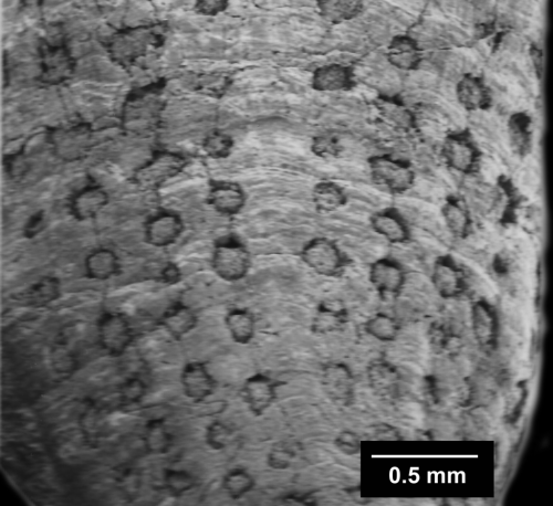 Pourtalocyathus hispidus (Pourtalès, 1878), rows of mural pores