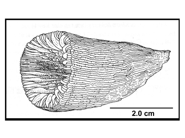 Dasmosmilia lymani (Pourtal�s, 1871), lateral view of intact corallum.