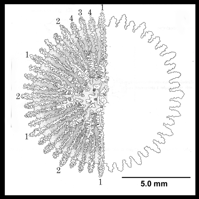 Deltocyathus italicus (Michelotti, 1838), calicular view, see remarks. Deltocyathus italicus (Michelotti, 1838), calicular view, see remarks.