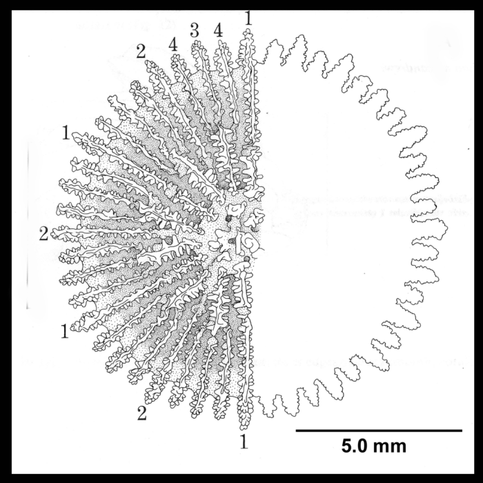 Deltocyathus italicus (Michelotti, 1838), calicular view, see remarks.