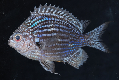 Blue Chromis