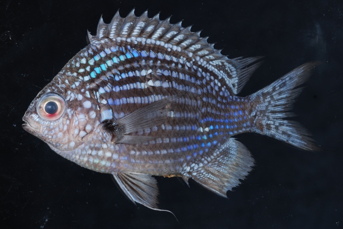 Blue Chromis Blue Chromis