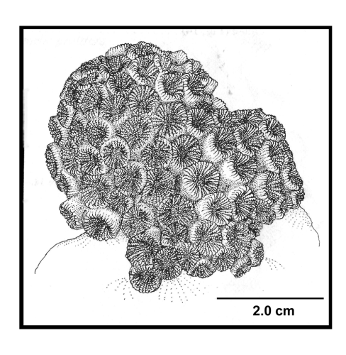 Astrangia poculum (Ellis & Solander, 1876), an average-sized colony encrusting a rock