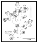 Solenosmilia variabilis Duncan, 1873, a distal branch of a larger colony.