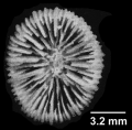 Rhizosmilia gerdae Cairns, 1978, calice of holotypic colony.