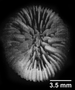 Rhizosmilia gerdae Cairns, 1978, calice of holotypic colony, oblique view.