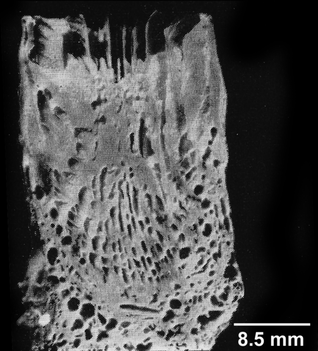 Rhizosmilia maculata (Pourtalès, 1875), described in Cairns, 1977 as Caryophyllia maculata, longitudinal section, showing dissepiments. Rhizosmilia maculata (Pourtalès, 1875), described in Cairns, 1977 as Caryophyllia maculata, longitudinal section, showing dissepiments.