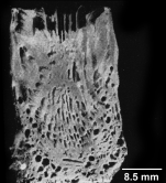 Rhizosmilia maculata (Pourtalès, 1875), described in Cairns, 1977 as Caryophyllia maculata, longitudinal section, showing dissepiments.