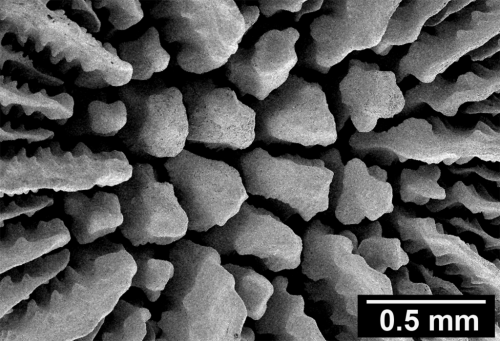 Lissotrochus curvatus Cairns, 2004, detail of columellar and palar region showing 14 paliform lobes and 4 columellar elements