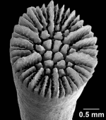Lissotrochus curvatus Cairns, 2004, oblique stereo calicular view