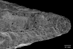 Lissotrochus curvatus Cairns, 2004, basal end.