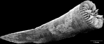 Lissotrochus curvatus Cairns, 2004, lateral view.
