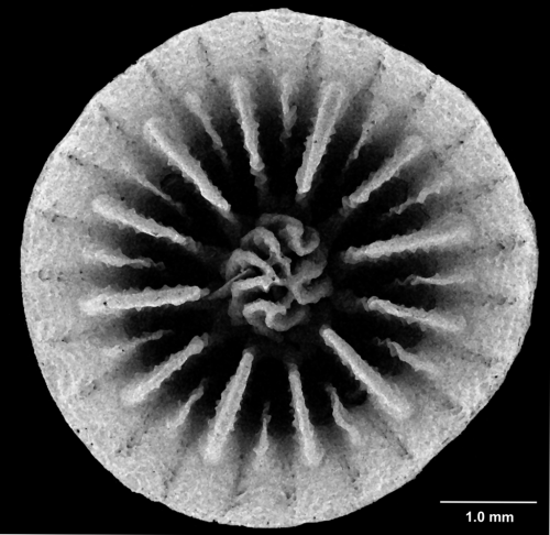 Stolarskicyathus pocilliformis Cairns, 2004, calicular view.