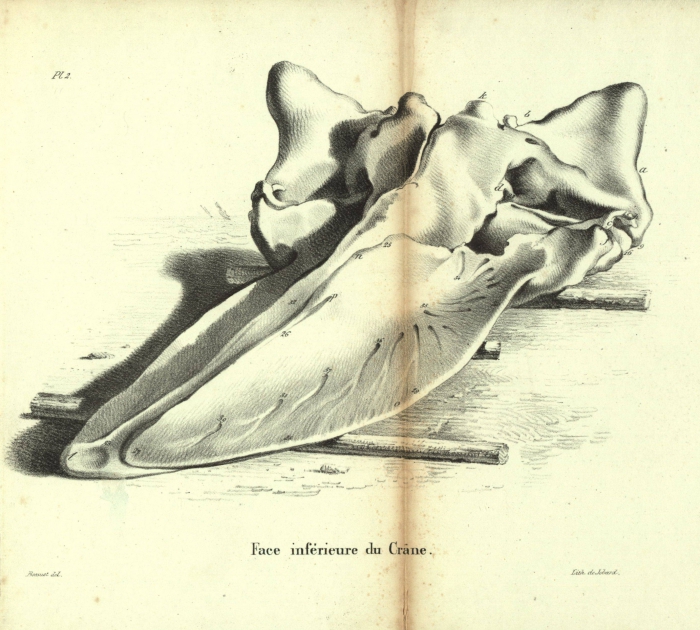 Dubar (1828, pl. 02) Dubar (1828, pl. 02)