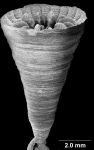 Stolarskicyathus pocilliformis Cairns, 2004, lateral view.