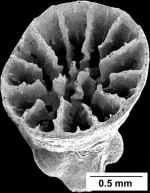 Stolarskicyathus pocilliformis Cairns, 2004, juvenile corallum showing scalloped basal plate.