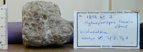 Hydnophoropsis thecalis Soehle, 1899, syntype