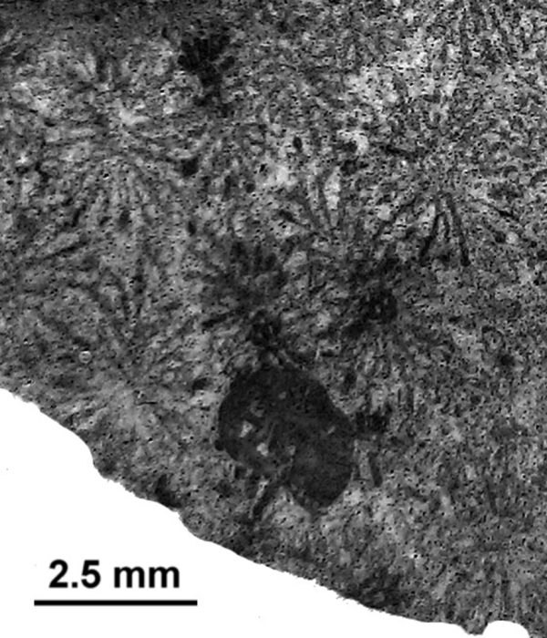 Hydnophoropsis thecalis Soehle, 1899, syntype