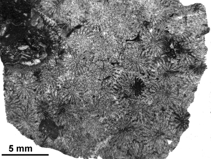 Hydnophoropsis thecalis Soehle, 1899, syntype