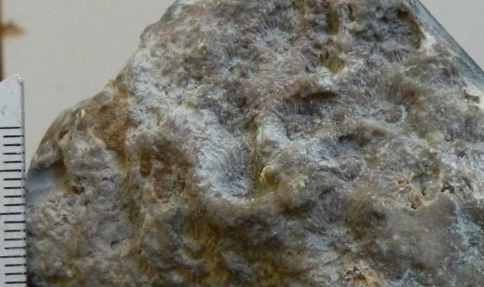 Hydnophoropsis thecalis Soehle, 1899, syntype