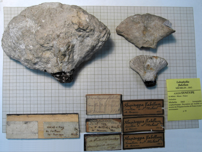 Syntypes ? of Rhipidogyra flabellum type species of the genus