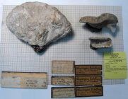 Syntypes ? of Rhipidogyra flabellum type species of the genus