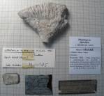 Figured specimen previously erected as neotype by Beauvais 1964