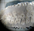 Anthozoa