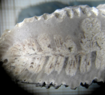 Figured specimen previously erected as neotype by Beauvais 1964