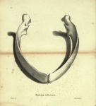 Dubar (1828, pl. 04)