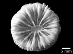 Lectotype of Sclerophyllia margariticola