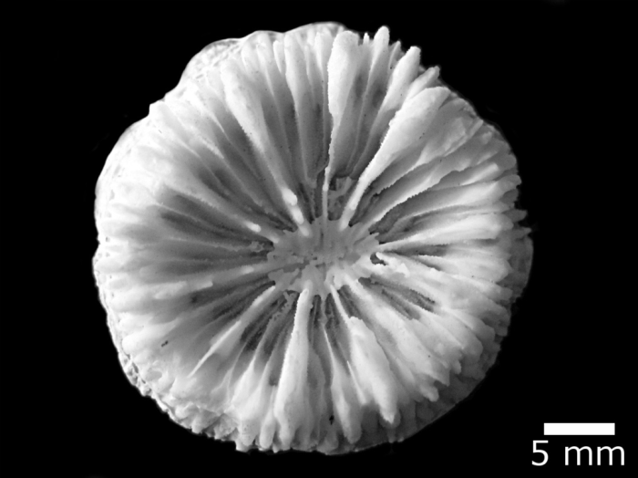 Lectotype of Sclerophyllia margariticola Lectotype of Sclerophyllia margariticola