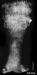 Caryophyllia cyathus (Ellis & Solander, 1786), lateral view