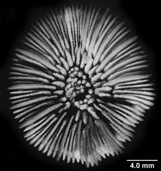 Caryophyllia cyathus (Ellis & Solander, 1786), calicular view of a large specimen. Caryophyllia cyathus (Ellis & Solander, 1786), calicular view of a large specimen.