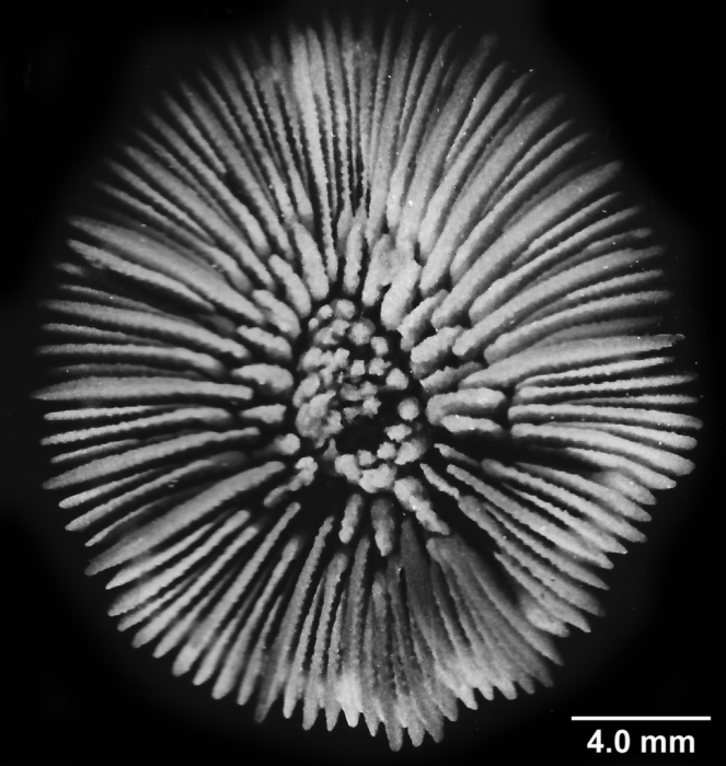 Caryophyllia cyathus (Ellis & Solander, 1786), calicular view of a large specimen.