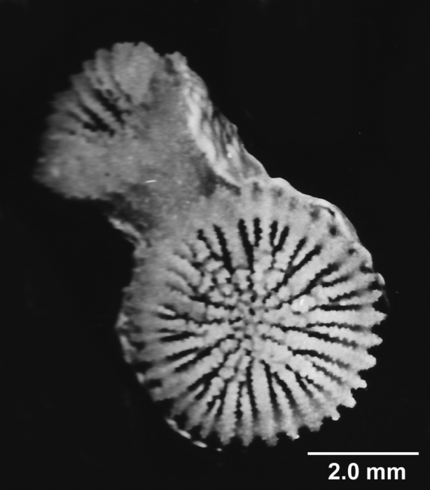 Cladocora caespitosa (Linnaeus, 1767), terminal calices of a branch. Cladocora caespitosa (Linnaeus, 1767), terminal calices of a branch.