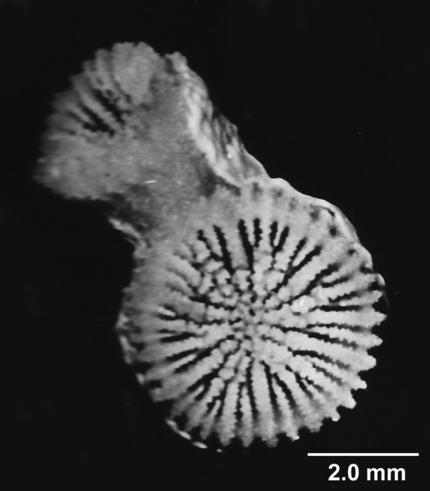 Cladocora caespitosa (Linnaeus, 1767), terminal calices of a branch.