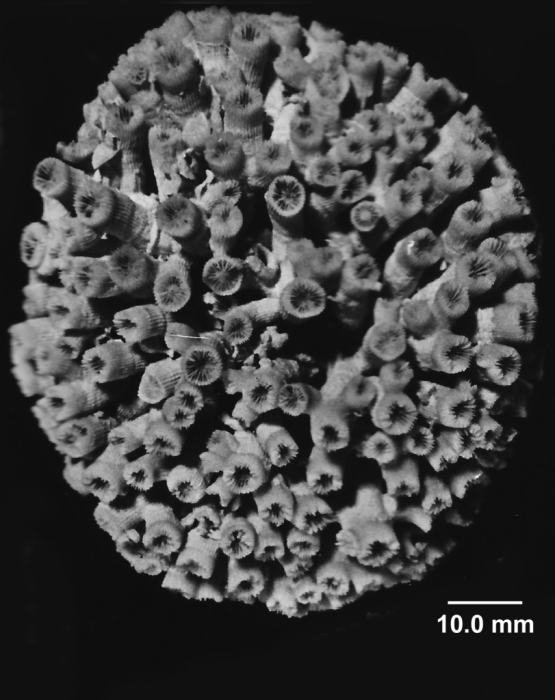 Cladocora caespitosa (Linnaeus, 1767), free globular-shaped colony. Cladocora caespitosa (Linnaeus, 1767), free globular-shaped colony.