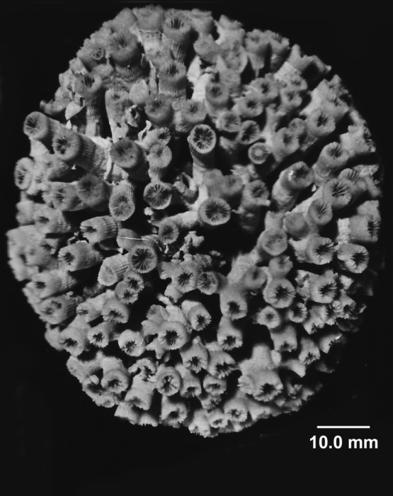 Cladocora caespitosa (Linnaeus, 1767), free globular-shaped colony.