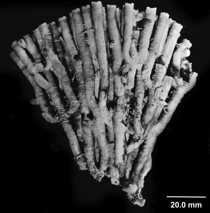 Cladocora caespitosa (Linnaeus, 1767), side view of fragment of a large, globular-shaped colony. Cladocora caespitosa (Linnaeus, 1767), side view of fragment of a large, globular-shaped colony.