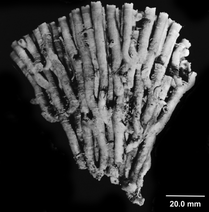 Cladocora caespitosa (Linnaeus, 1767), side view of fragment of a large, globular-shaped colony.