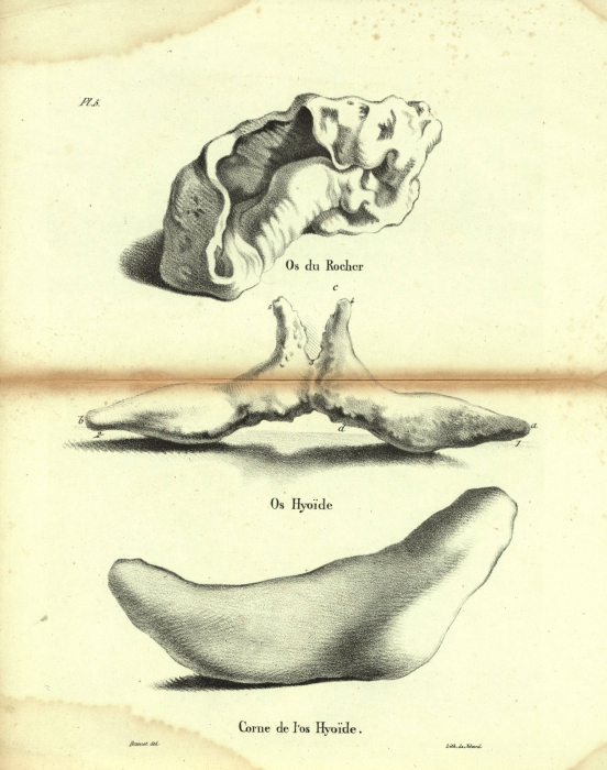 Dubar (1828, pl. 05)
