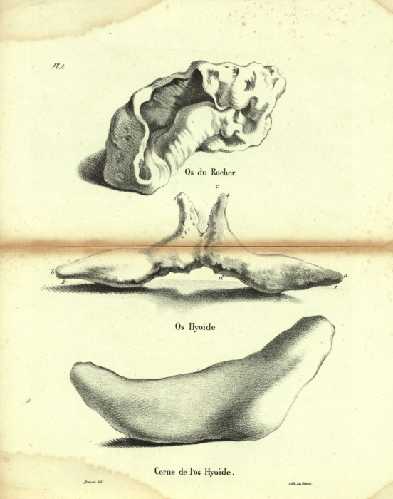 Dubar (1828, pl. 05) Dubar (1828, pl. 05)