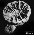 Coenocyathus cylindricus Milne Edwards & Haime, 1848, calicular view