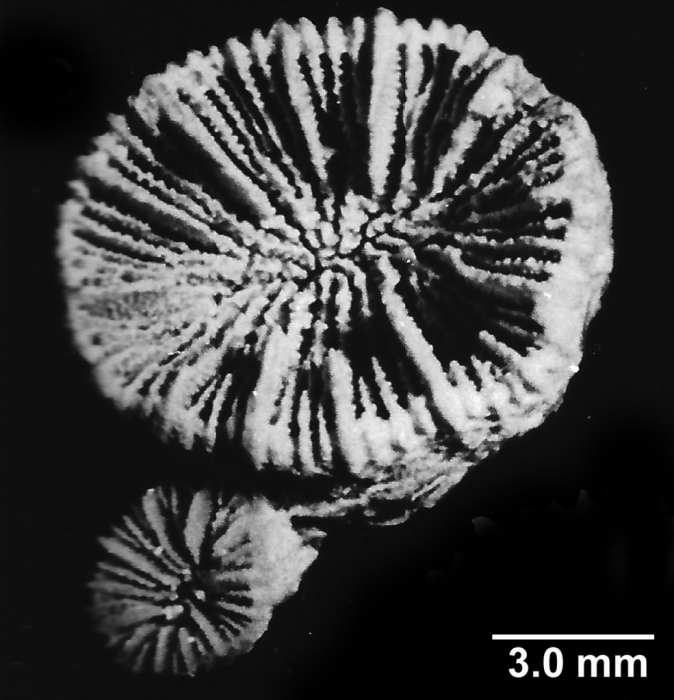 Coenocyathus cylindricus Milne Edwards & Haime, 1848, calicular view Coenocyathus cylindricus Milne Edwards & Haime, 1848, calicular view