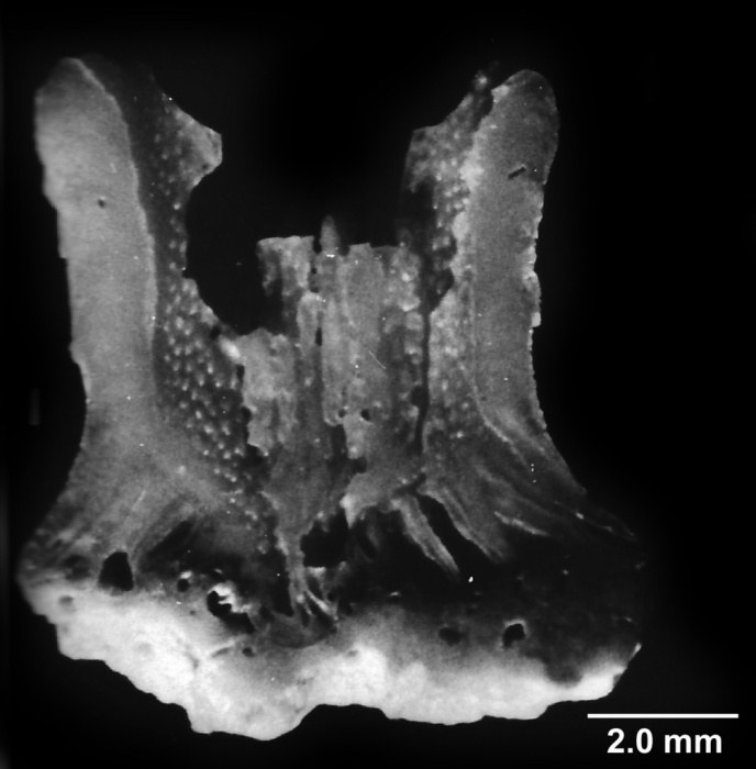 Concentrotheca laevigata (Pourtalès, 1871), longitudinal section showing walls at base of concentric theca. Concentrotheca laevigata (Pourtalès, 1871), longitudinal section showing walls at base of concentric theca.