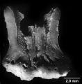 Concentrotheca laevigata (Pourtalès, 1871), longitudinal section showing walls at base of concentric theca.